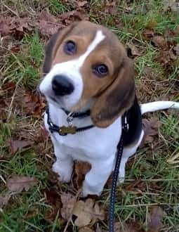 young-beagle-puppy-outside